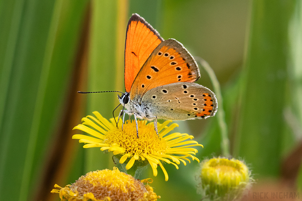 Large Copper | Male
