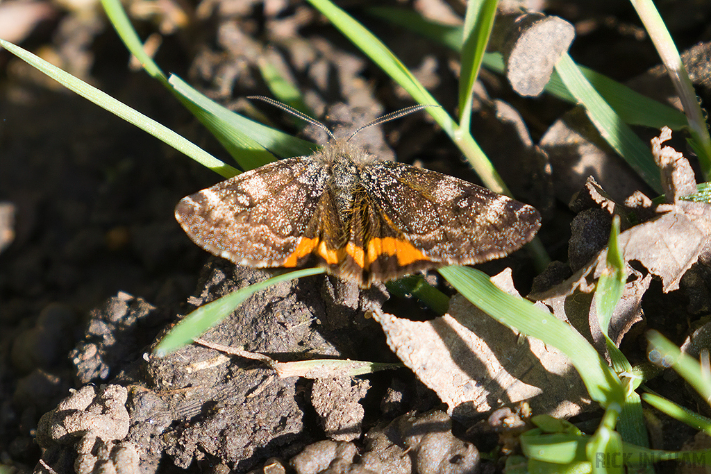 Orange Underwing Moth