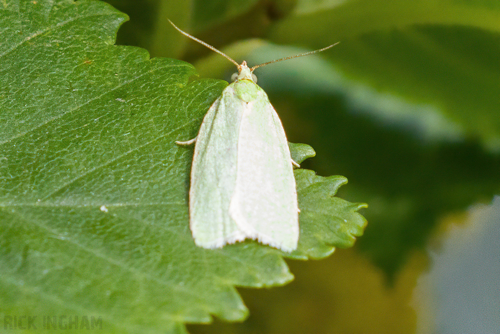 Green Oak Tortrix Moth