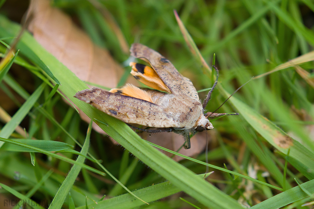Large Yellow Underwing Moth