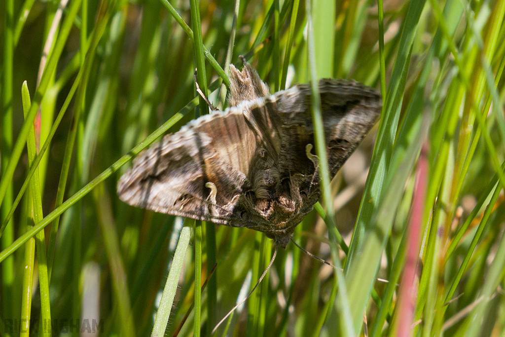 Silver Y Moth