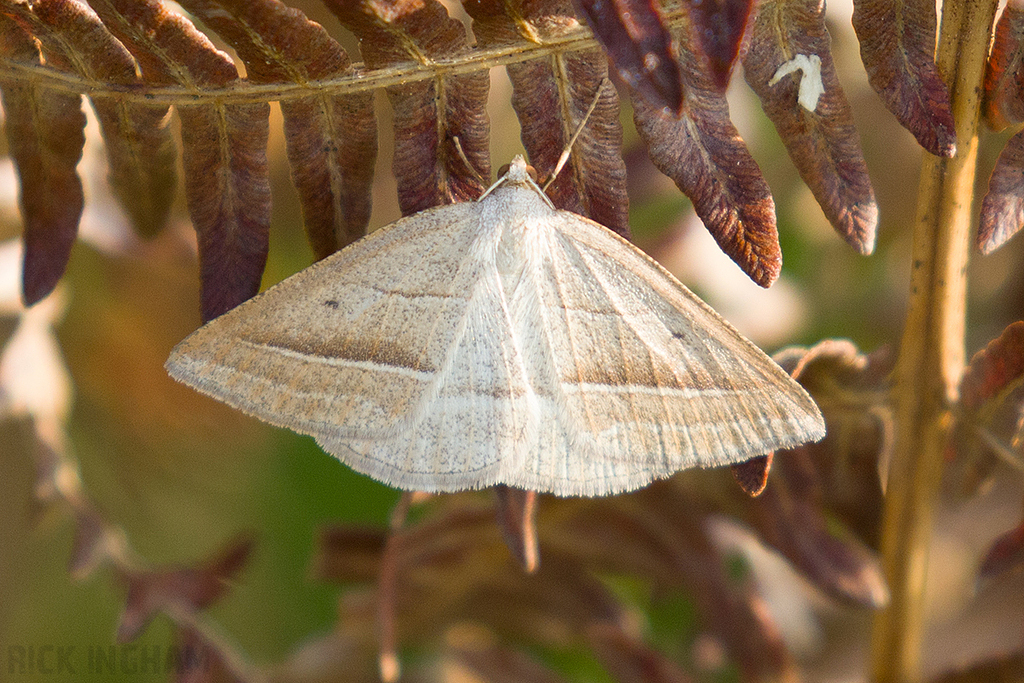 Brown Silver-line Moth