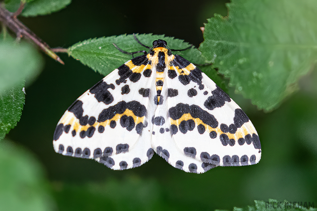 Magpie Moth