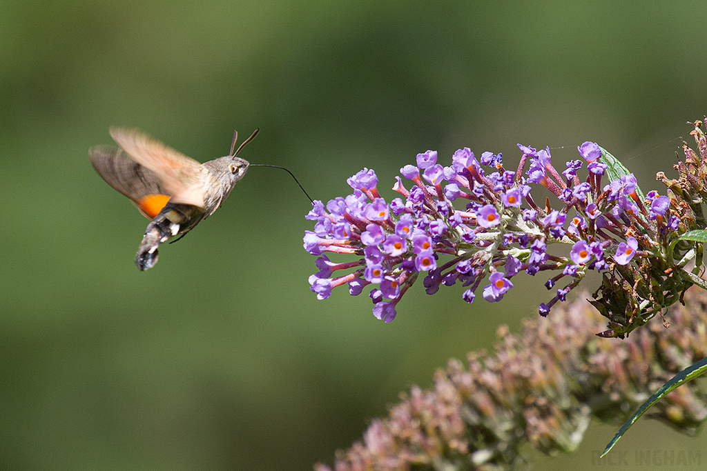 Hummingbird hawk-moth