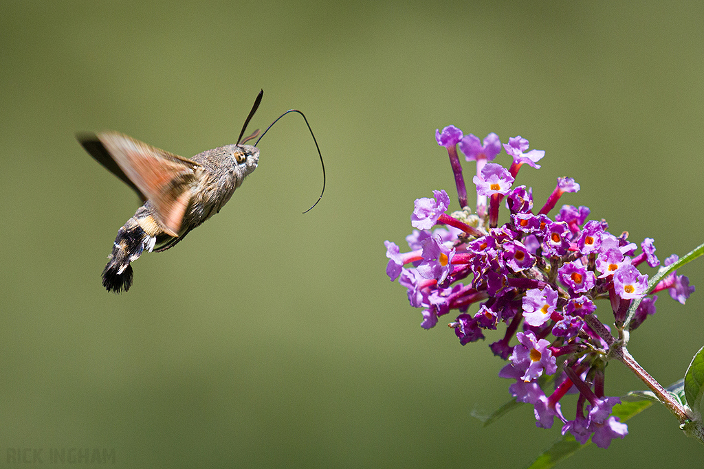 Hummingbird hawk-moth