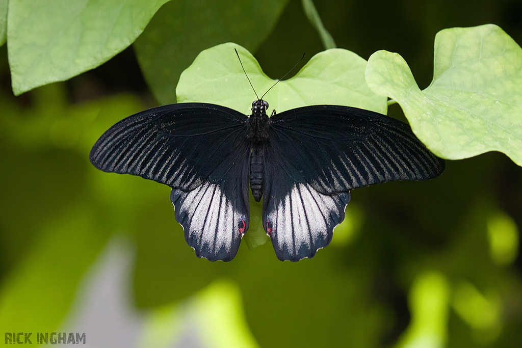 Scarlet Mormon butterfly