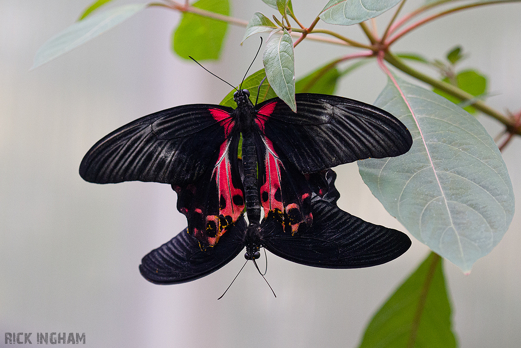 Scarlet Mormon butterfly