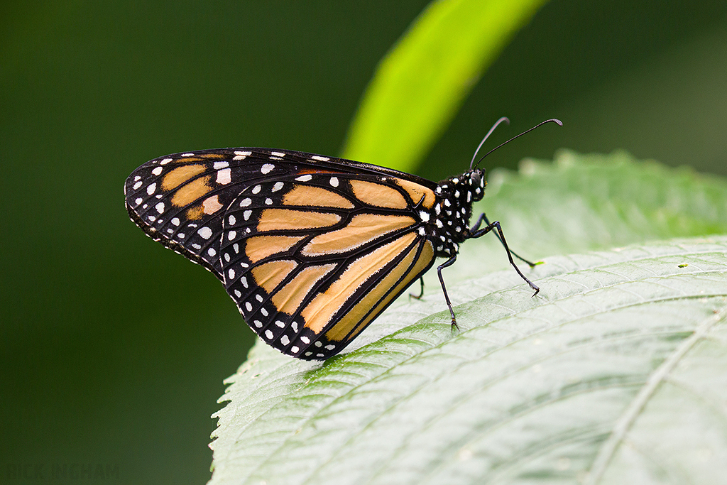 Monarch butterfly