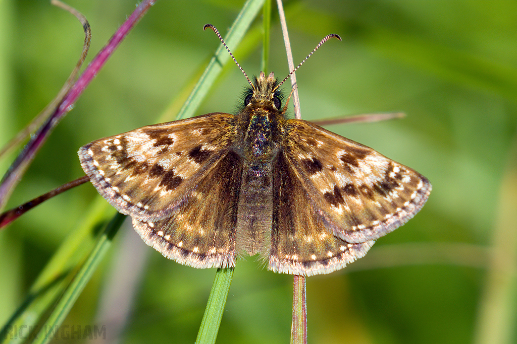 Dingy Skipper