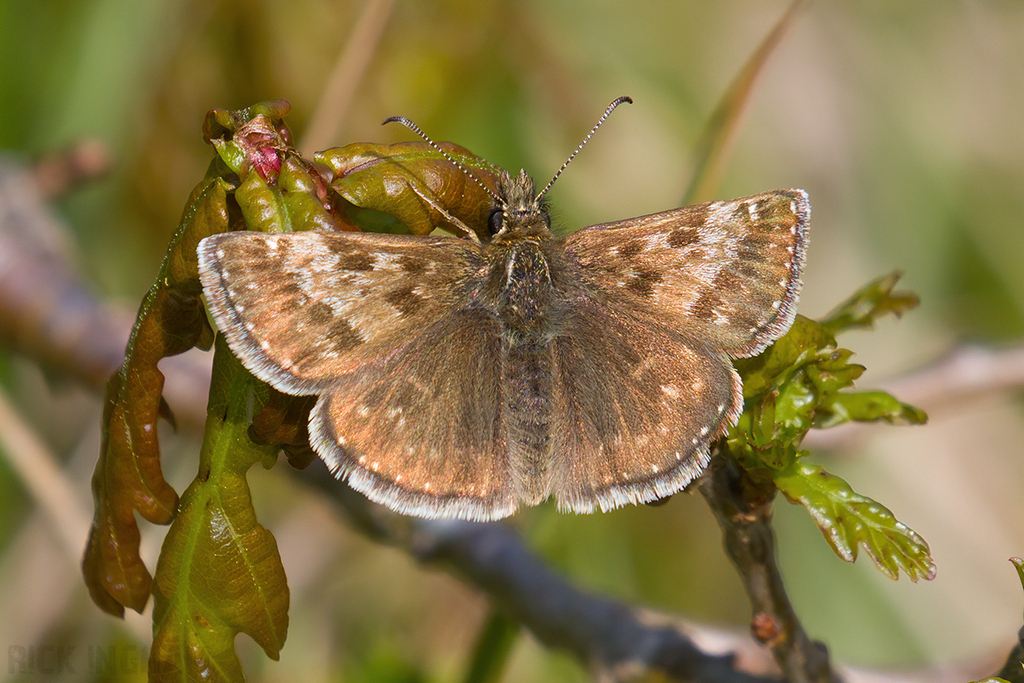 Dingy Skipper