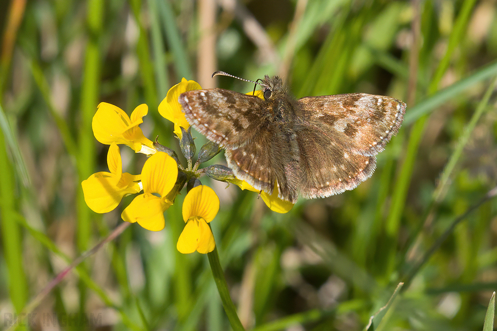 Dingy Skipper