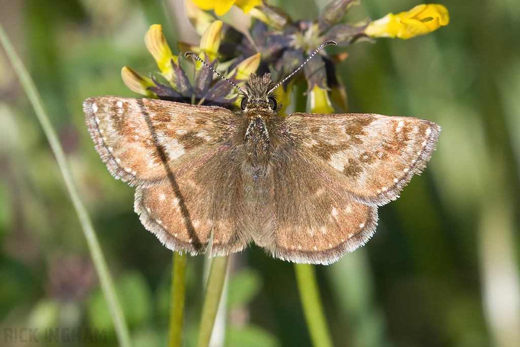 Dingy Skipper