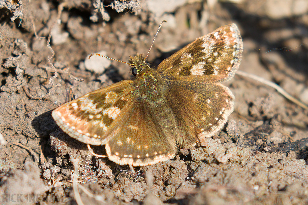 Dingy Skipper