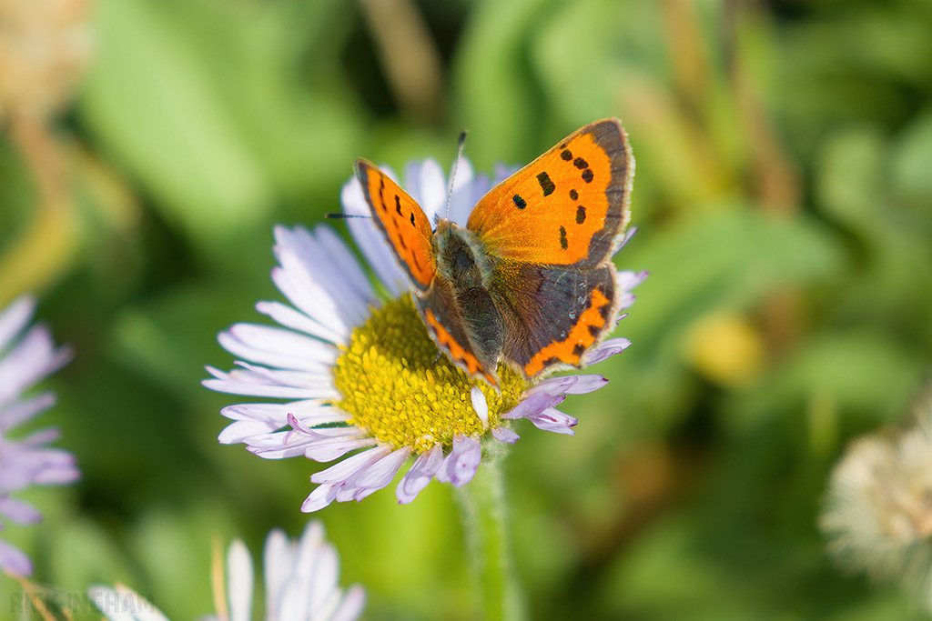 Small Copper ab.caeruleopunctata