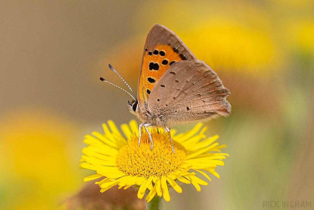 Small Copper Butterfly