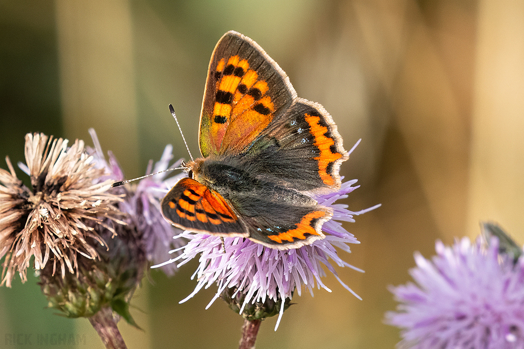 Small Copper ab.caeruleopunctata