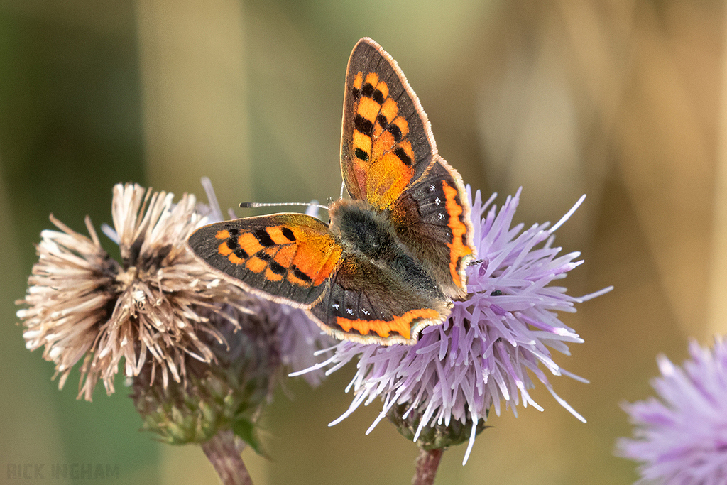 Small Copper ab.caeruleopunctata