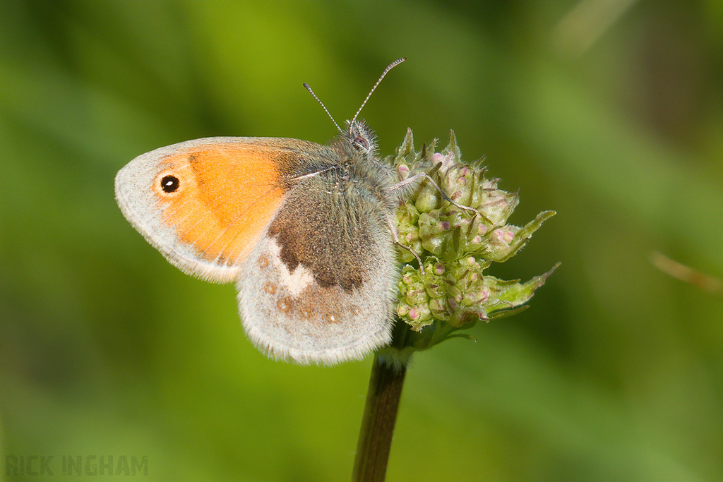 Small Heath Butterfly,
