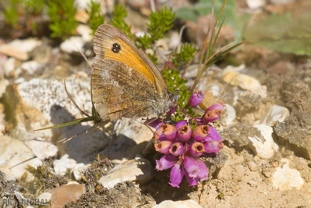 Gatekeeper Butterfly