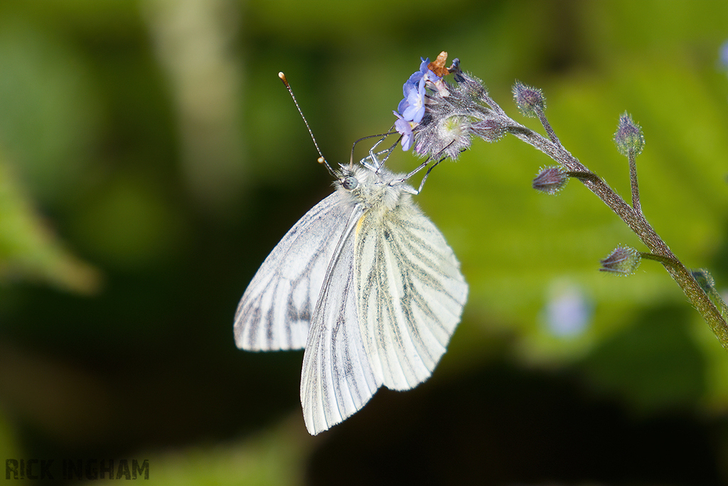 Green Veined White Butterfly