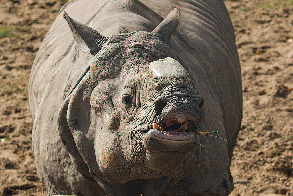 Greater one-horned Rhino
