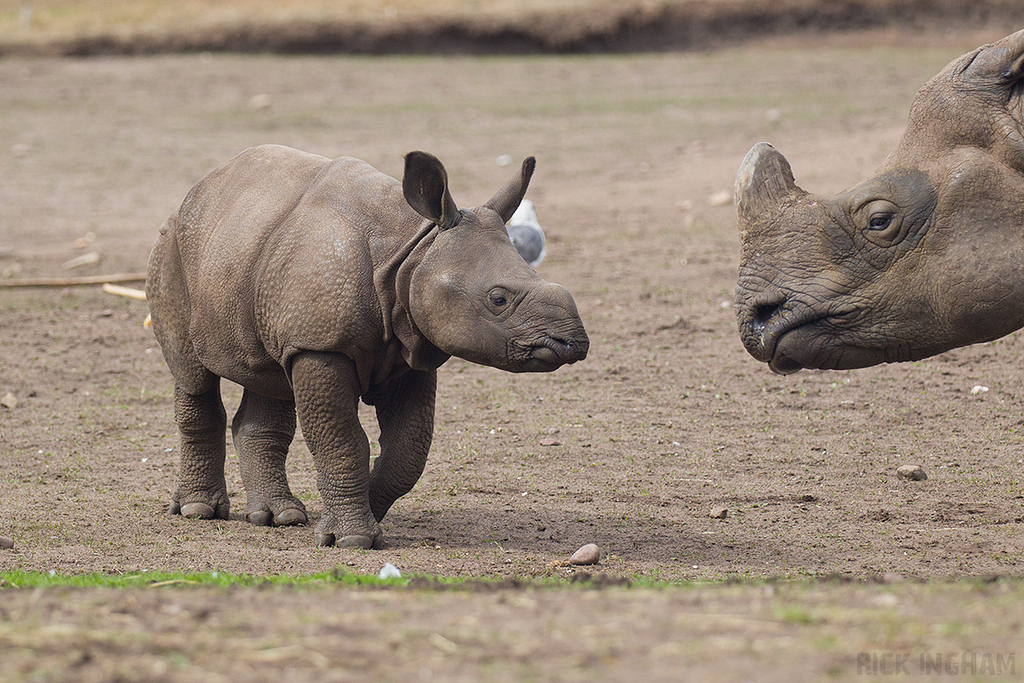 Indian Rhino | Calf