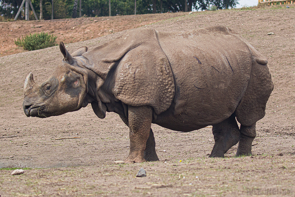 Indian Rhino