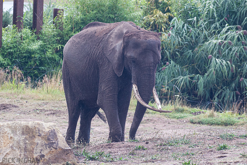 African Elephant