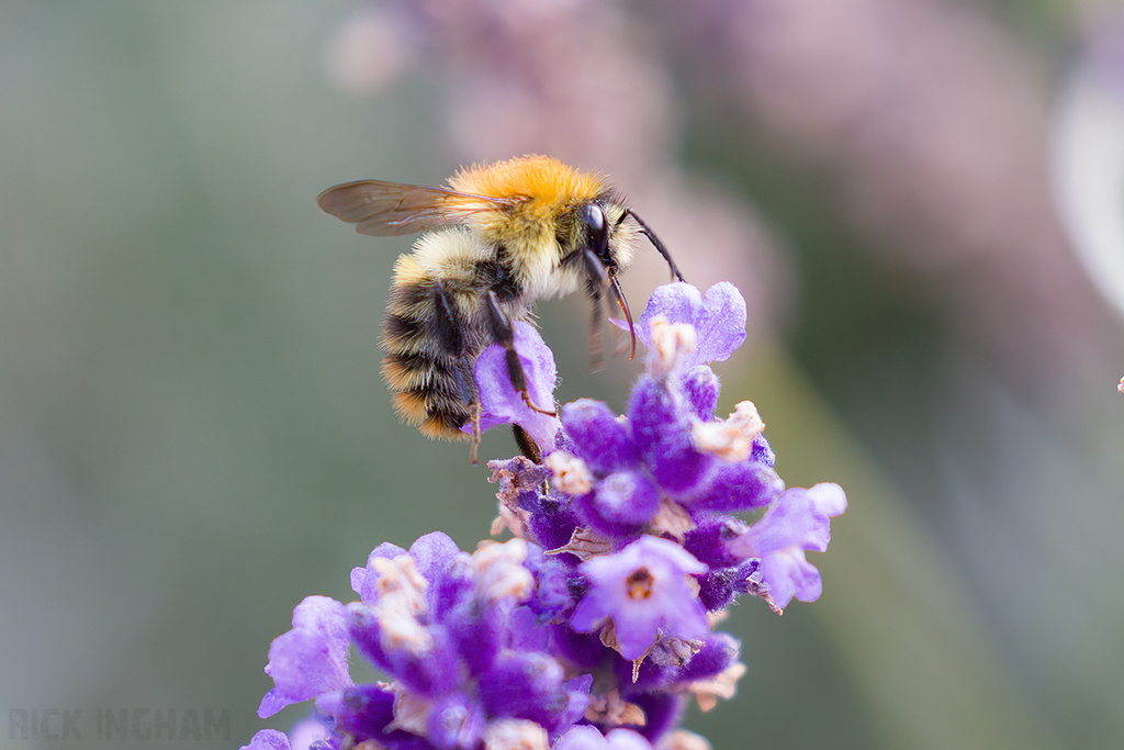 Common Carder Bee