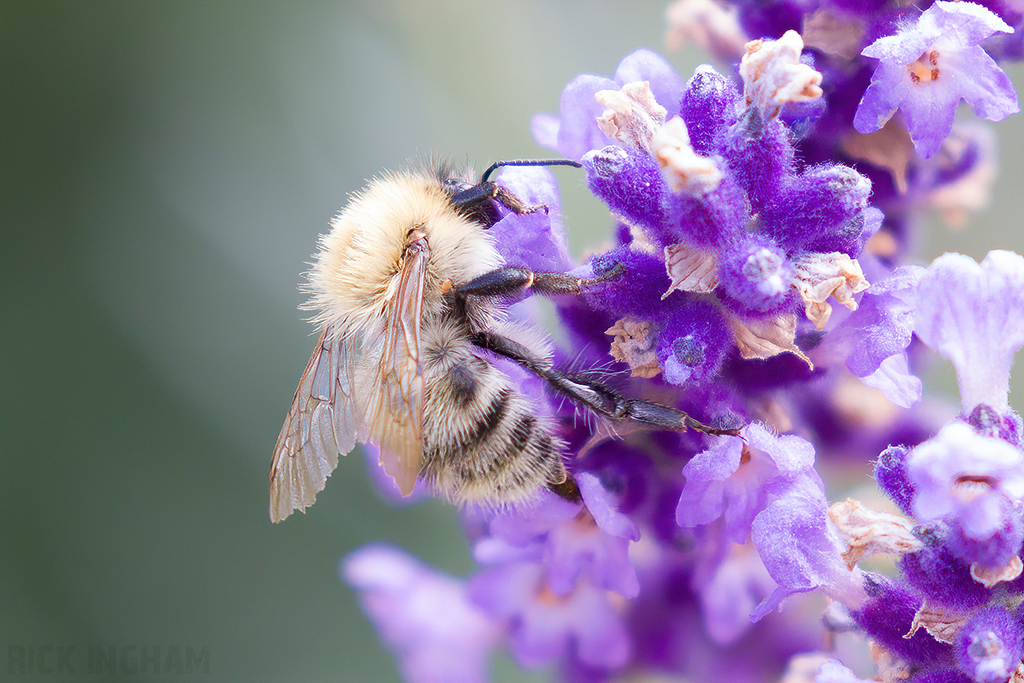 Common Carder Bee