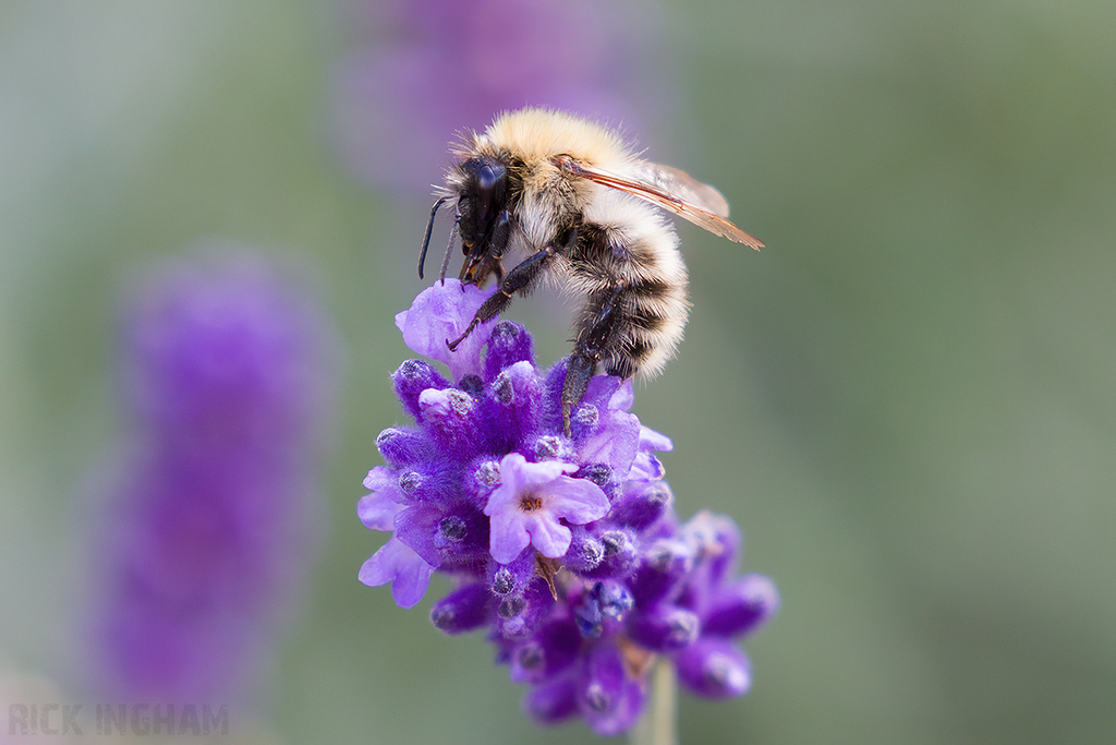Common Carder Bee