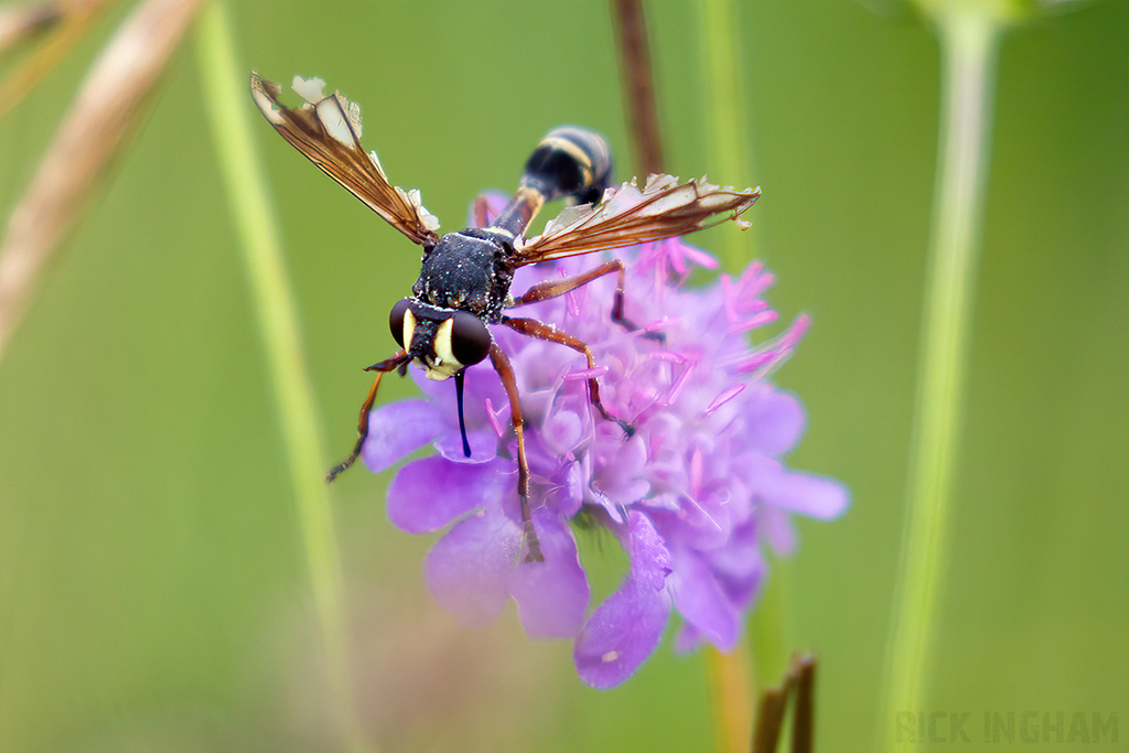 Thread Waisted Wasp