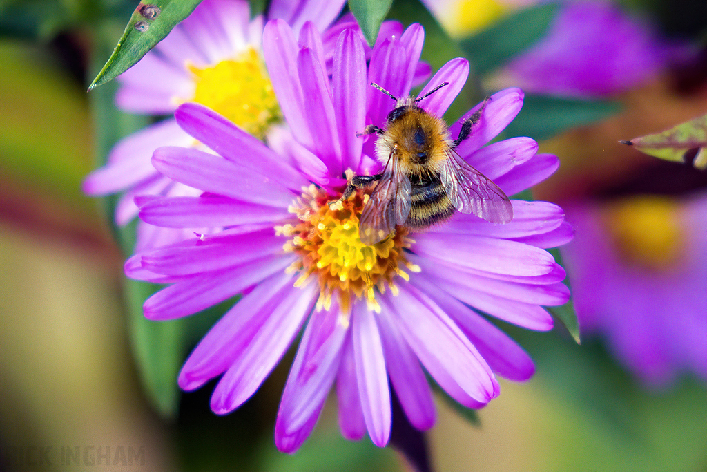 Common Carder Bee
