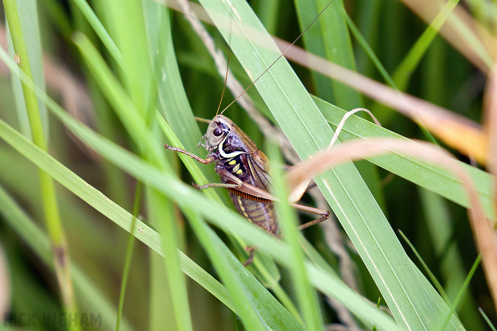 Roesel's bush-cricket