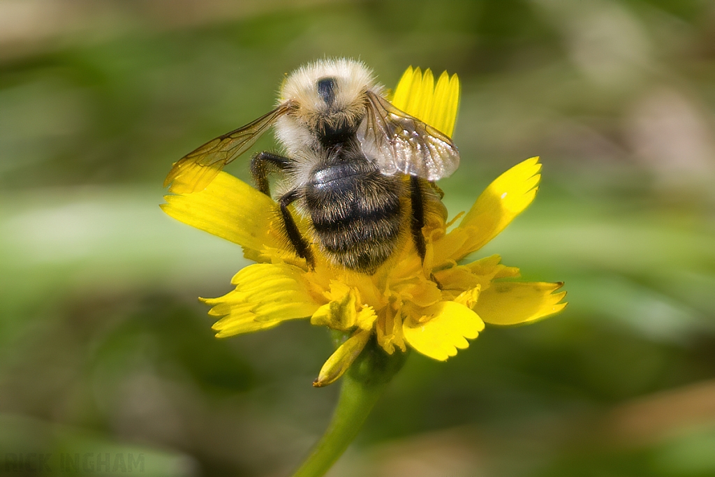 Common Carder Bee