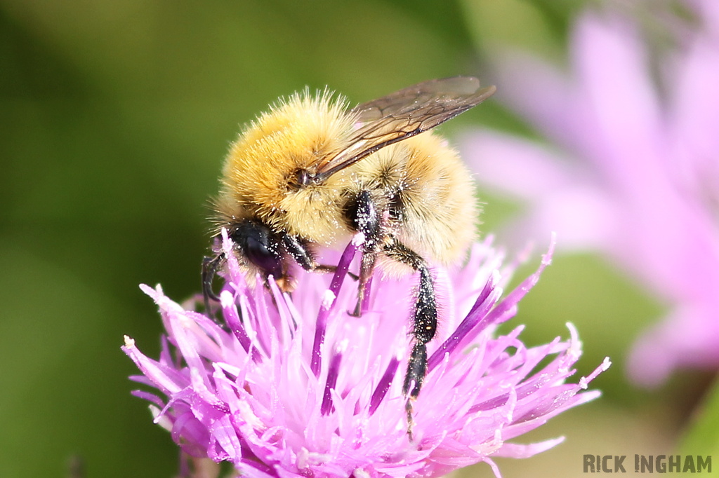 Common Carder Bee
