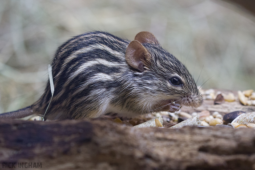 Barbary Striped Grass Mouse