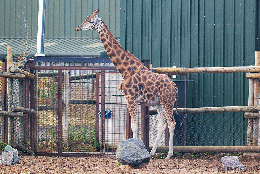 Rothschild's Giraffe