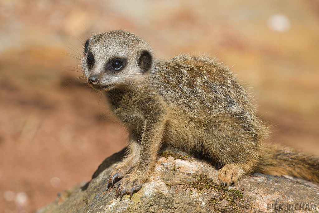 Juvenile Meerkat