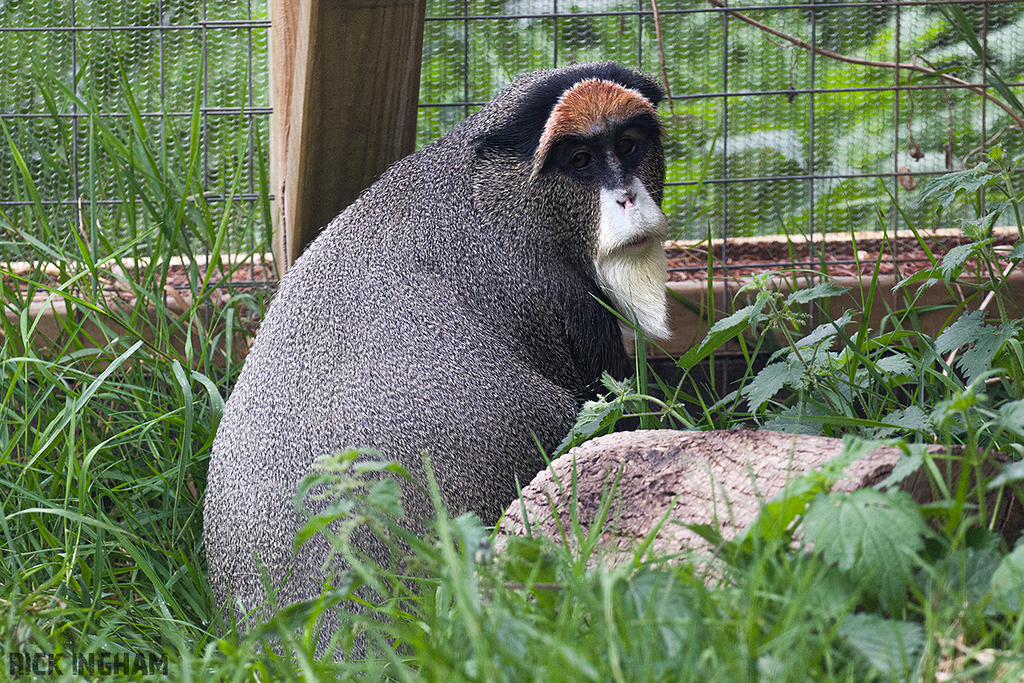 De Brazza’s Monkey