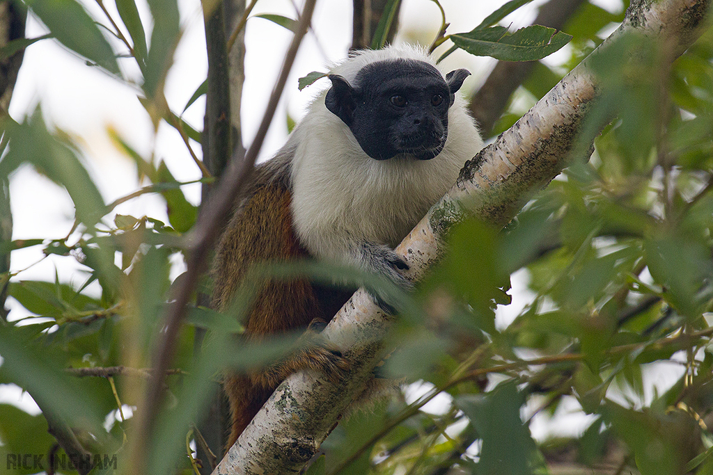 Pied Tamarin