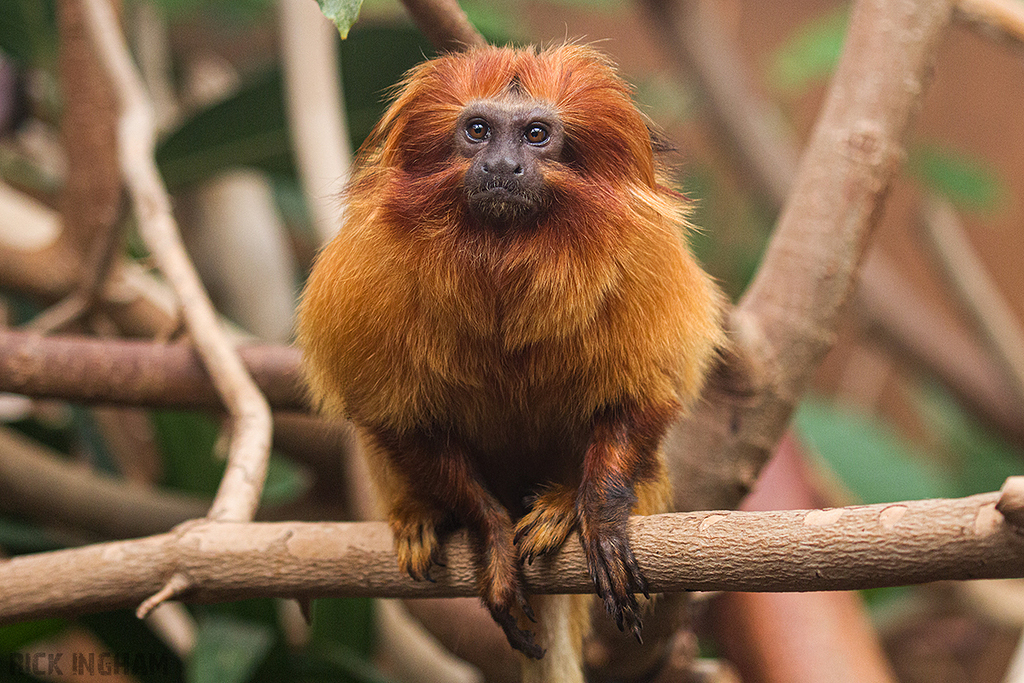 Golden Lion Tamarin