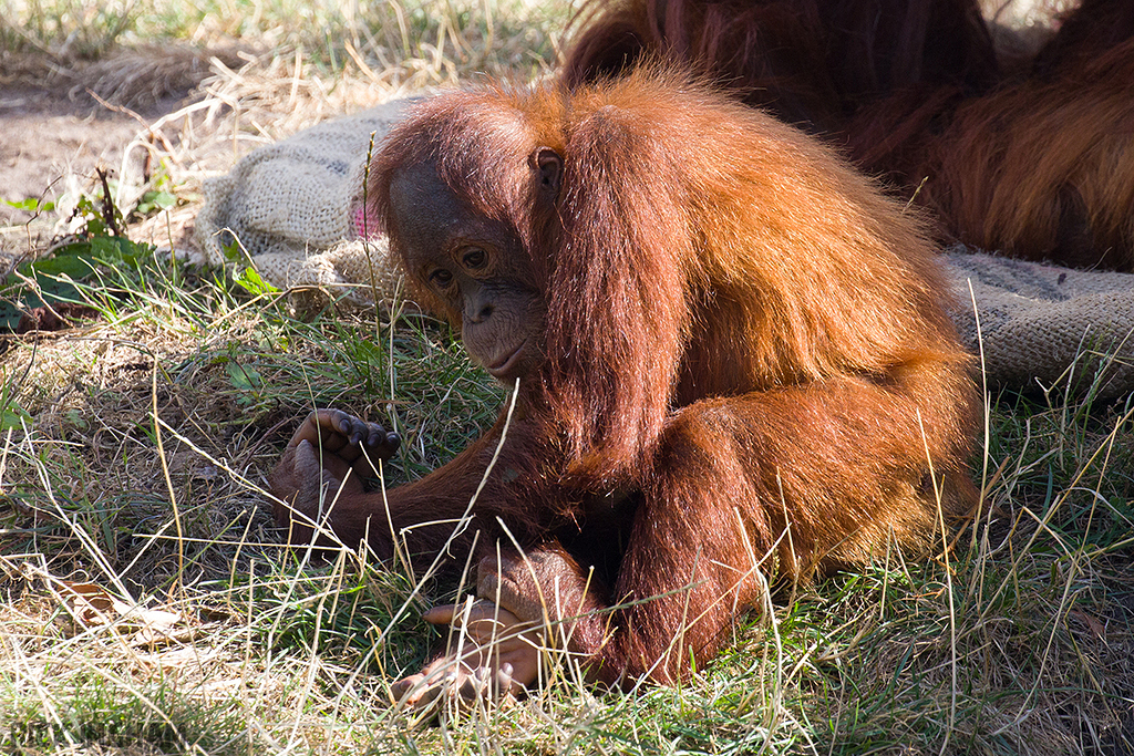 Orangutan baby
