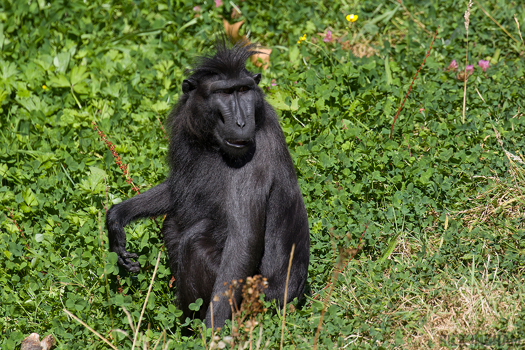 Sulawesi crested macaque