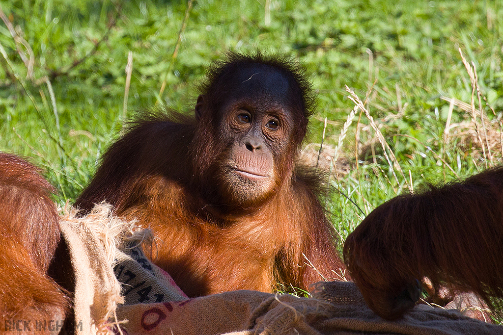 Bornean Orangutan baby