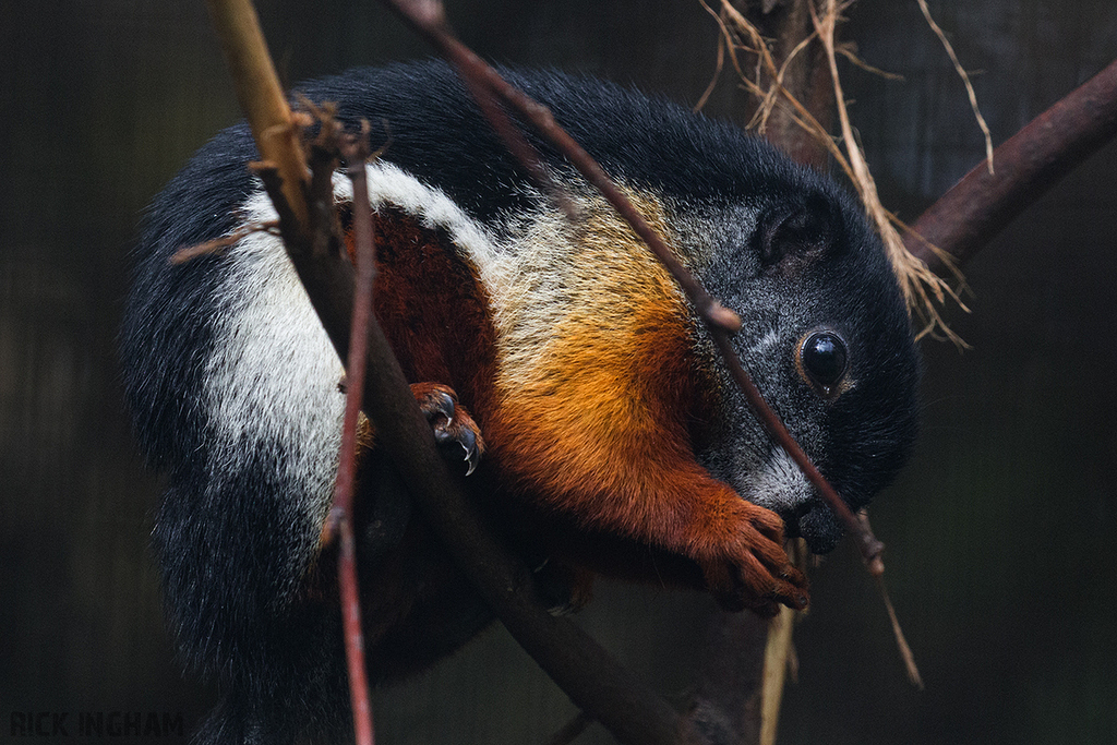 Prevost's Squirrel