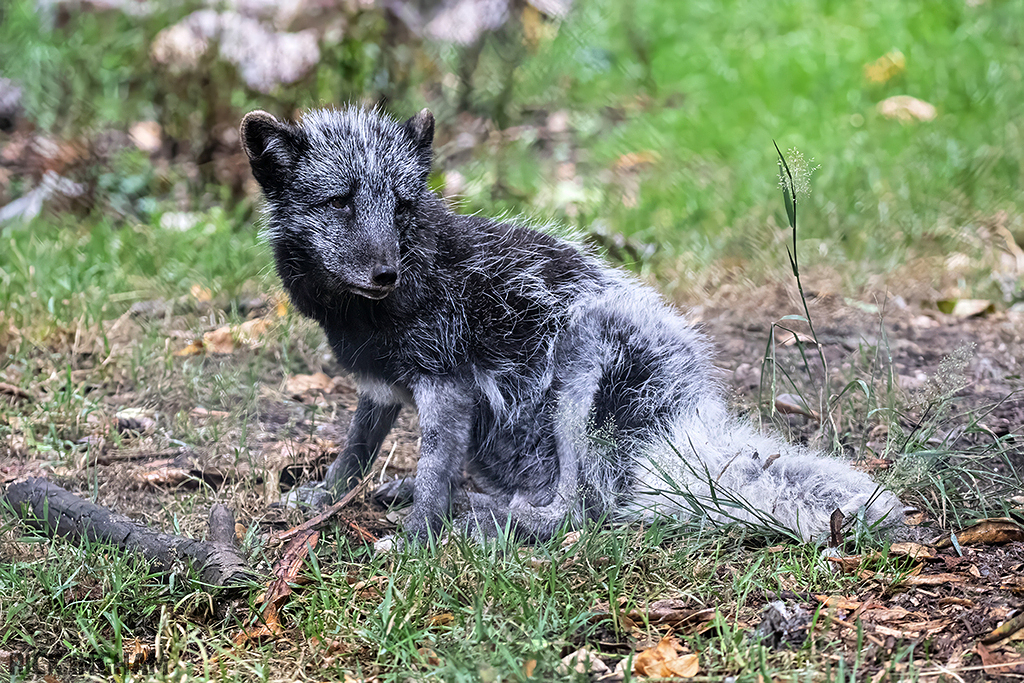Arctic Fox