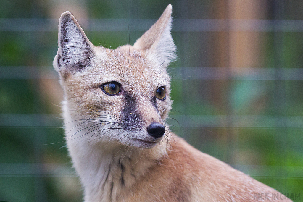Corsac Fox