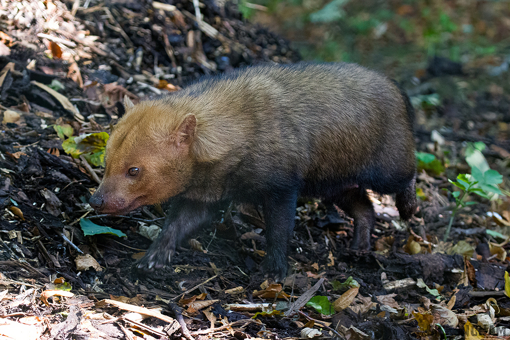 Bush Dog
