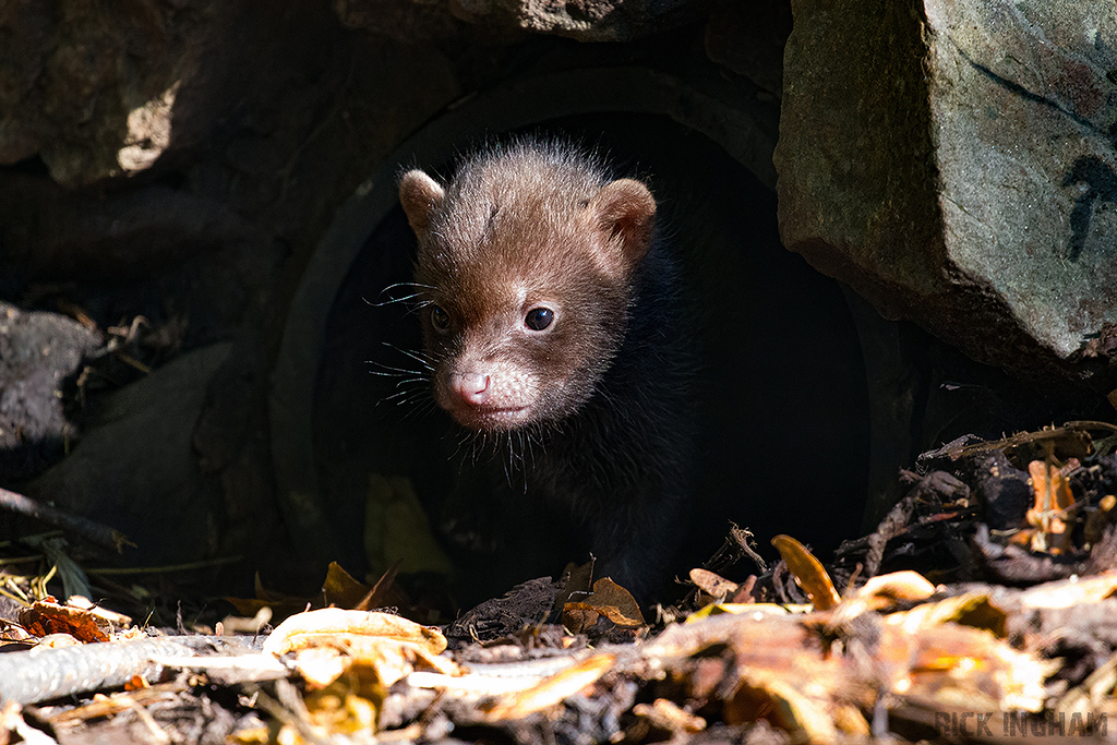 Bush Dog pup